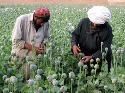 Heroin harvest: NATO losing Afghan war on drugs