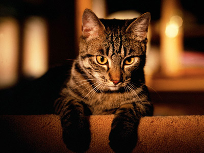 'Cat stomping', loud sex set to be outlawed in St. Pete