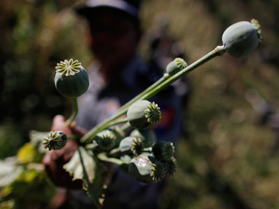 Russia nets major drug haul in 2012