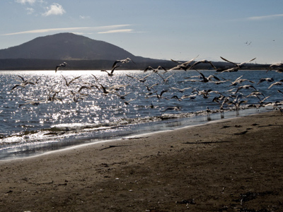 Russia’s sovereignty over South Kurils irrefutable, Moscow tells US, Japan