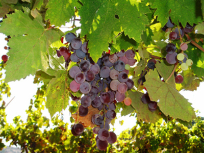 Syrians whine about Israeli wine