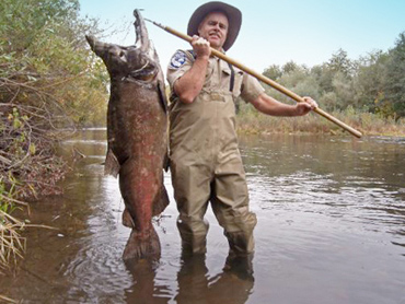 Monster Salmon and butterflies