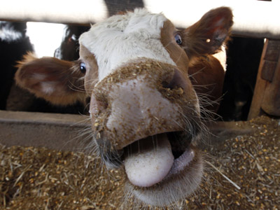 Have a cow, man: Bovines given to S. African Olympic winners