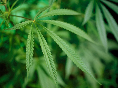Anti-doping authorities may allow athletes to smoke pot