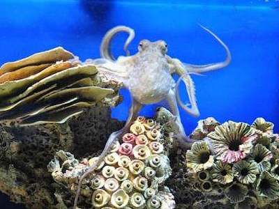 Paul II: Octopus from Crimea to predict Euro 2012 results