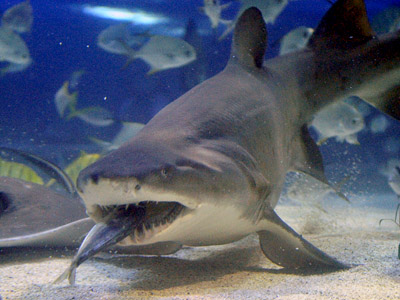 Hungry sharks cancel Russian surfing cup