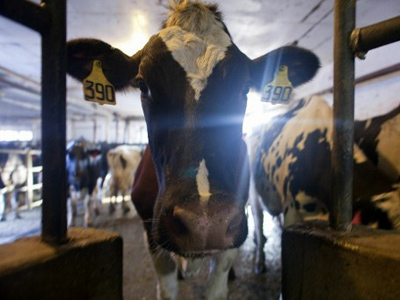 Welcome to the Jungle: States demand secrecy over meat filth and cruelty practices