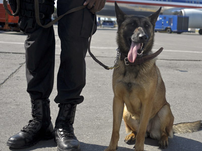 You have the woof to remain silent: Ohio man arrested for taunting police dog