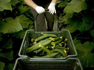 E. Coli outbreak spreads to America