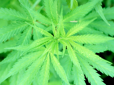 Congress to legalize marijuana?