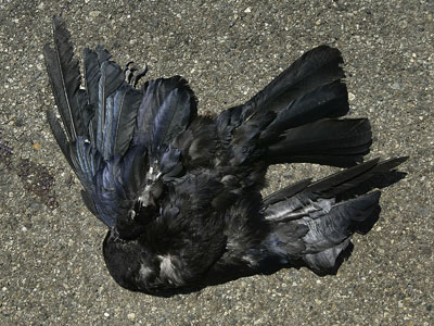 Dead birds fall on New Jersey scaring residents