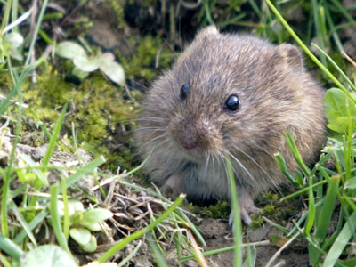 Up to 10,000 US national park visitors risk exposure to deadly mouse-borne virus