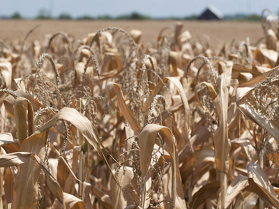 Record drought may leave more Americans hungry