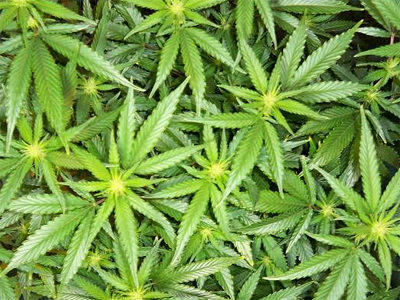 Making weed hash could put you in jail for life