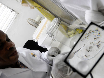Florida scientists prepare to release hundreds of thousands of genetically modified mosquitoes