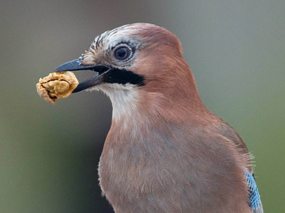 Gardening company faces $12.5 million penalty for adding poison to bird food