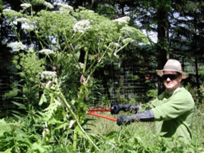Giant Hogweed invades Russia, spreading to America