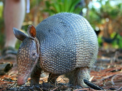 Armadillos may be spreading leprosy in America
