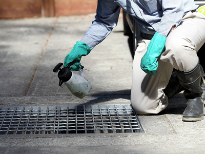 Manhattan to be blanketed with pesticides to combat West Nile virus