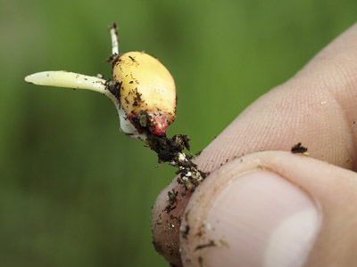 Monsanto plans massive biotech experiment in the US