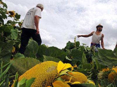 Monsanto wins California: GMO labeling law defeated