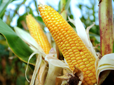 Farmers demand an appeal in Monsanto GMO case