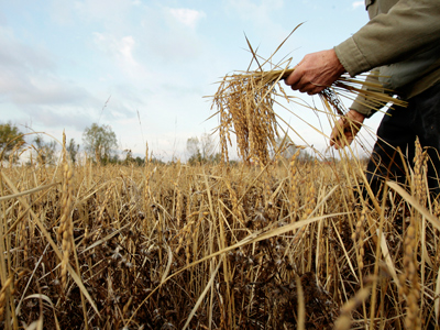 Monsanto takes home $23mln from small farmers, seeks to maintain 'seed oligarchy'