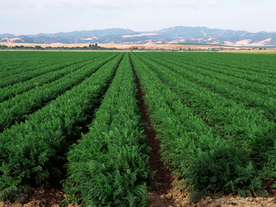 Monsanto lawsuit heading to Supreme Court
