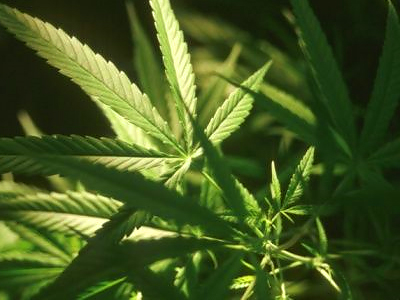 Police broke up largest known indoor marijuana growing operation.