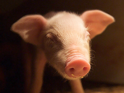 The Pennsylvania pig heist