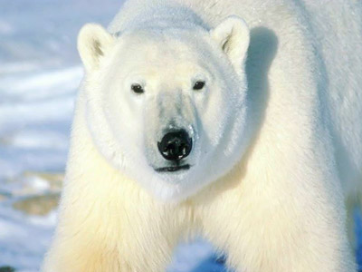 Polarbeargate father must take polygraph test