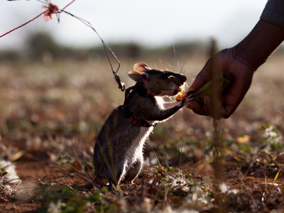 Pentagon to recruit bomb-sniffing rats