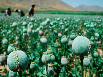 Russia fights opium war as US marks 8 years in Afghanistan