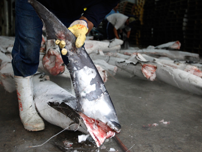 Fin sins: Report finds endangered shark species in soups