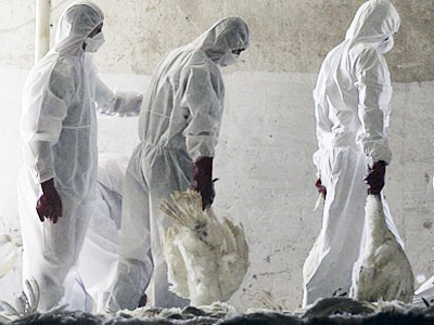 Bird flu mutation study stopped in fear of deadly global outbreak