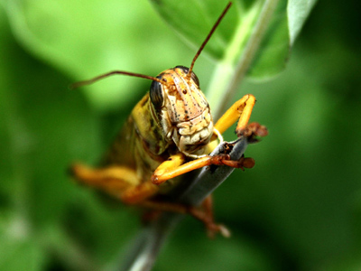 Superbug vs. Monsanto: Nature rebels against biotech titan