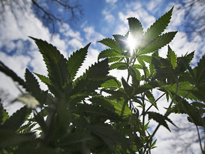 Supreme Court endorses warrantless search based on marijuana smell