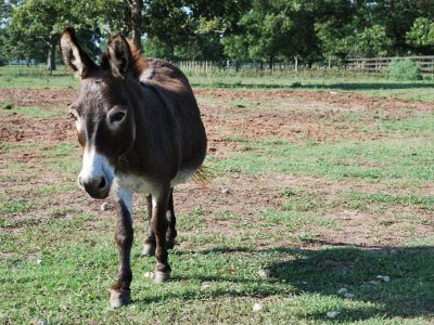 Texas mayor killed by huge pet donkey