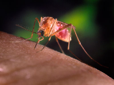 Texas declares emergency due to West Nile virus outbreak