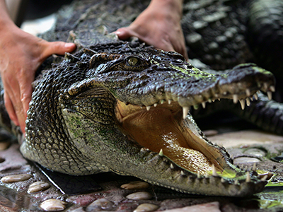 Two alligators, pole dancer and weed crop found during shooting investigation