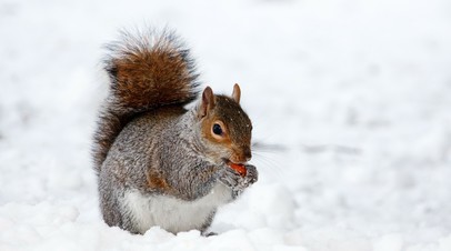  ���� ������� ����� ���� ��������� ����� 